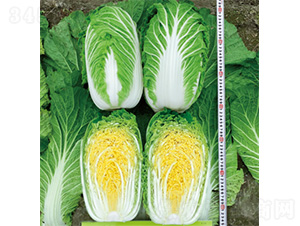 ��������-�ײ˷N��-�����N�I(y��)