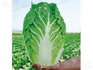 �����ʺ�-�ײ˷N��-�����N�I(y��)