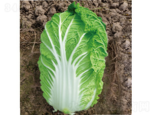 �������\(y��n)��-�ײ˷N��-�����N�I(y��)