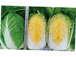 �������@-�ײ˷N��-�����N�I(y��)