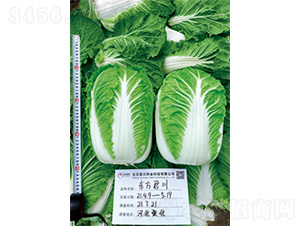 �|������-�ײ˷N��-�����N�I(y��)