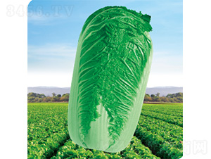 CR����3̖(h��o)-�ײ˷N��-�����N�I(y��)