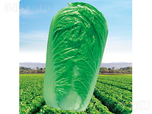 CR����2̖(h��o)-�ײ˷N��-�����N�I(y��)