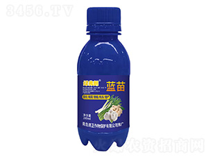 藍苗-綠弗朗-清正