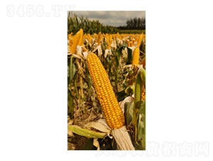 ���׷N��-���y�d��