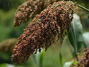 �t���S1̖(h��o)-�����N��-���r(n��ng)�Ƽ�