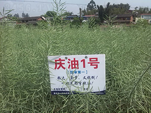 �c��1̖-�Ͳ˷N��-���r�Ƽ�