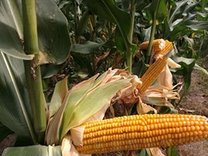 Q��518-���׷N��-���r(n��ng)�Ƽ�