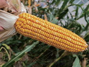 ������806-���׷N��-���r(n��ng)�Ƽ�