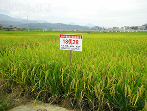 18��(y��u)28-ˮ���N��-���r(n��ng)�Ƽ�