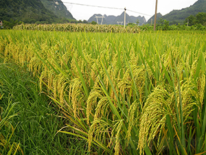 ��9��(y��u)52-ˮ���N��-���r(n��ng)�Ƽ�