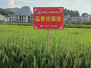 Ʒ�マ(y��u)�y��-ˮ���N��-���r(n��ng)�Ƽ�