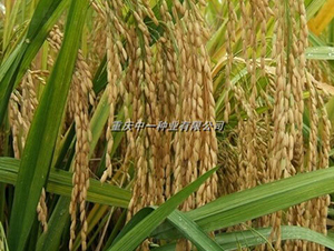 Q��(y��u)6̖(h��o)-ˮ���N��-���r(n��ng)�Ƽ�