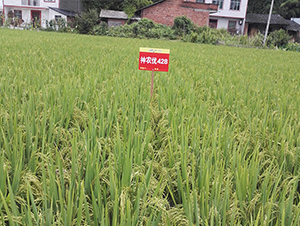 ���r(n��ng)��(y��u)428-ˮ���N��-���r(n��ng)�Ƽ�