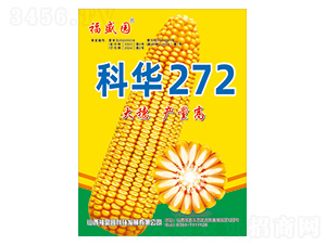 科華272-玉米種子-強盛種業(yè)