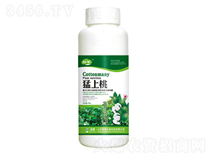 �����ң�500g��-����-�sҫ�r(n��ng)�I(y��)