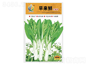 早來(lái)鮮-菜薹種子-康地科技