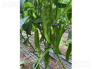 �����521-�����N��-�͝��r(n��ng)�I(y��)