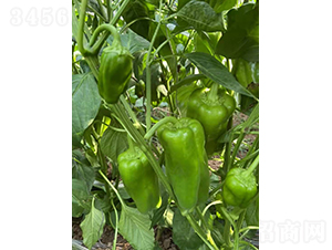 �躮-�����N��-�͝��r(n��ng)�I(y��)