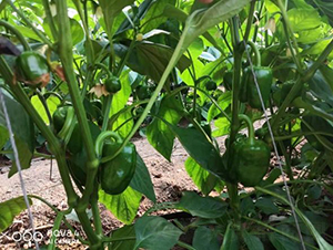 SV3964PB-�����N��-�͝��r(n��ng)�I(y��)