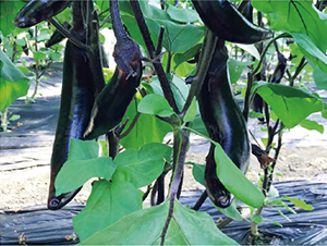 �����̖-���ӷN��-�͝��r(n��ng)�I(y��)