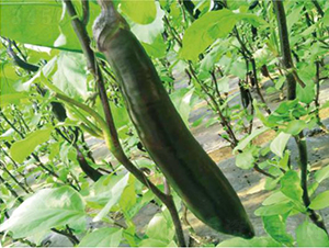 ����һ̖-���ӷN��-�͝��r(n��ng)�I(y��)