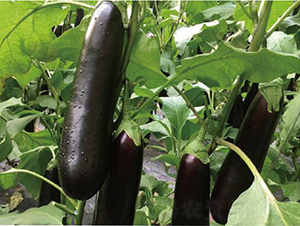 �͝��L��һ̖-���ӷN��-�͝��r(n��ng)�I(y��)