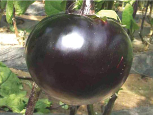 �͝��A��1̖-���ӷN��-�͝��r(n��ng)�I(y��)