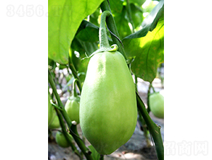 �͝��G��һ̖-���ӷN��-�͝��r(n��ng)�I(y��)