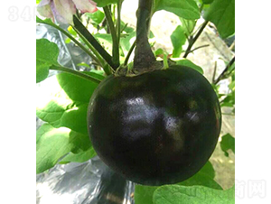 �͝��A��һ̖-���ӷN��-�͝��r(n��ng)�I(y��)