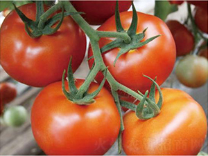 �hķ�t�\(y��n)1̖-���ѷN��-�͝��r(n��ng)�I(y��)