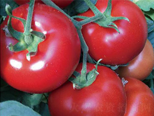 �hķ�t�\(y��n)-���ѷN��-�͝��r(n��ng)�I(y��)