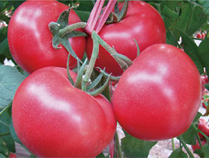 �hķ��̖-���ѷN��-�͝��r(n��ng)�I(y��)