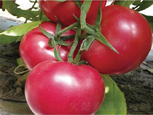 �hķ091-���ѷN��-�͝��r(n��ng)�I(y��)