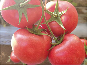 �hķ1391-���ѷN��-�͝��r(n��ng)�I(y��)