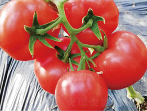 �hķ1377-���ѷN��-�͝��r(n��ng)�I(y��)