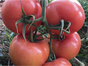 ̩��508-���ѷN��-�͝��r(n��ng)�I(y��)