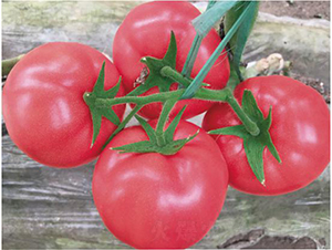 �hķ1601-���ѷN��-�͝�(r��n)�r(n��ng)�I(y��)