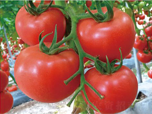 �hķһ̖(h��o)-���ѷN��-�͝�(r��n)�r(n��ng)�I(y��)