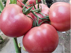 �hķ1755-���ѷN��-�͝�(r��n)�r(n��ng)�I(y��)