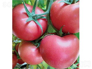 ������902-���ѷN��-�͝�(r��n)�r(n��ng)�I(y��)