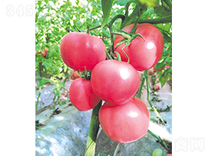 �hķ-77-���ѷN��-�͝�(r��n)�r(n��ng)�I(y��)