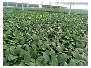 �����N��-���S�r(n��ng)�I(y��)