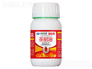 �����-��ʢ��-�Z������