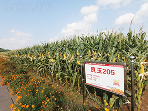 ����205-���׷N��-�Ǻ�����N�I(y��)