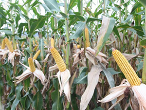 DF21-���׷N��-�Ǻ�����N�I(y��)