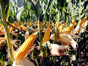 DF31-���׷N��-�Ǻ�����N�I(y��)