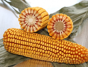 ����119-���׷N��-�Ǻ�����N�I(y��)