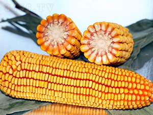 ����318-���׷N��-�Ǻ�����N�I(y��)