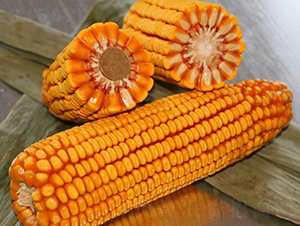 ����518-���׷N��-�Ǻ�����N�I(y��)